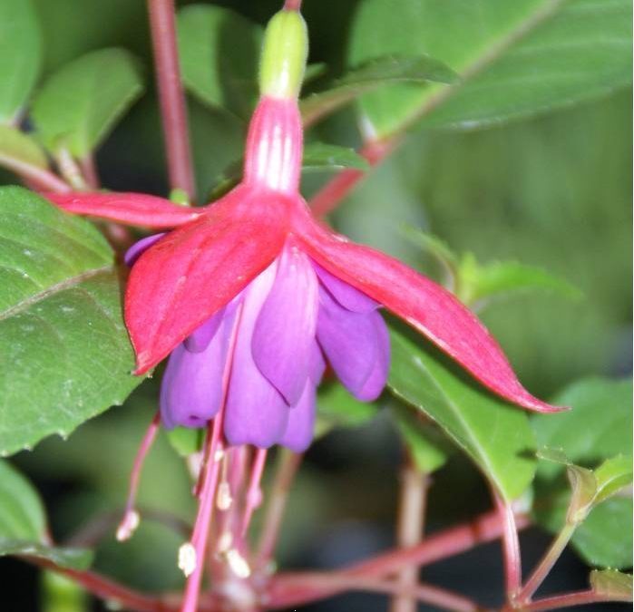 Vente de plantes à la SEGPA